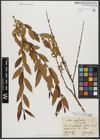 Foto von Salix triandra subsp. triandra L.